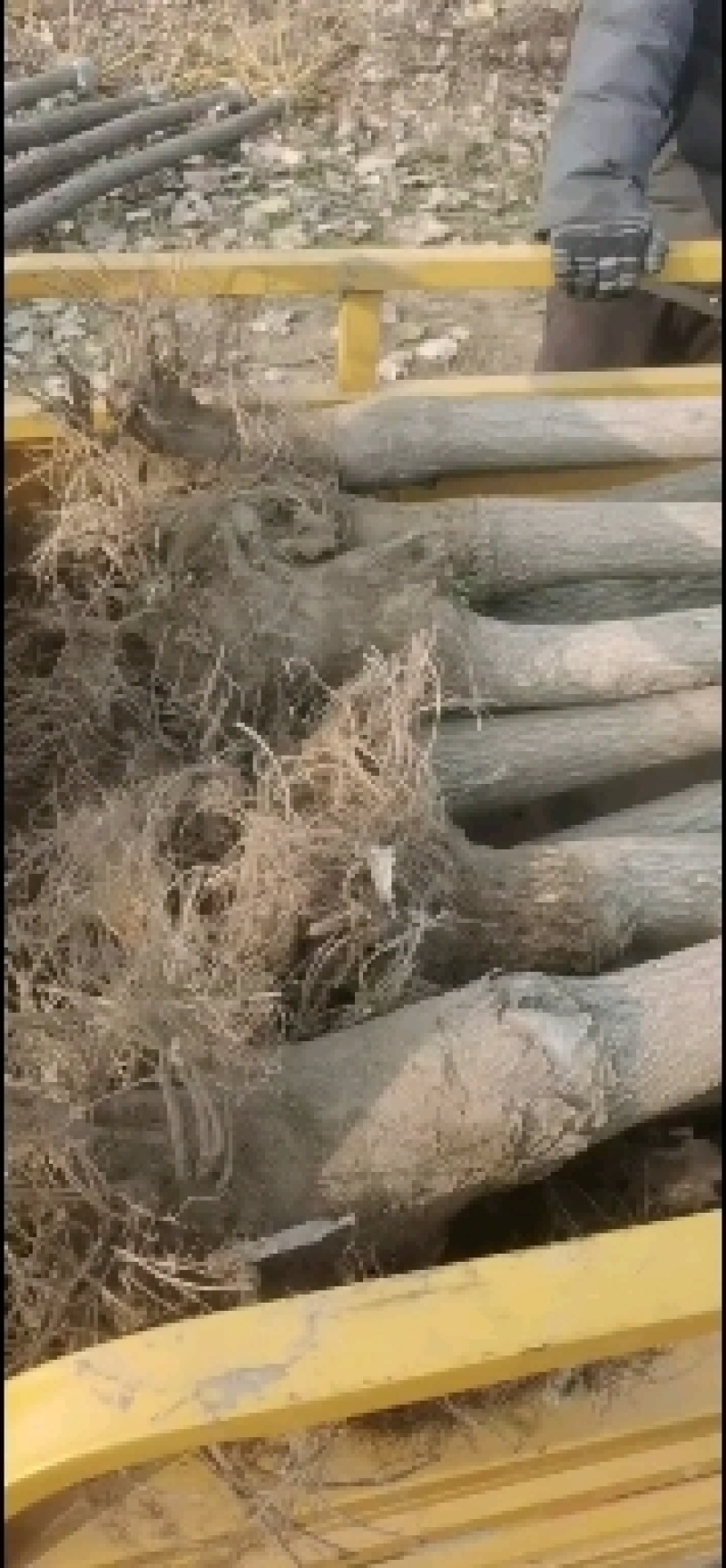 河北奥森苗圃场正在大量出售国槐白蜡垂柳金叶榆金枝槐火炬
