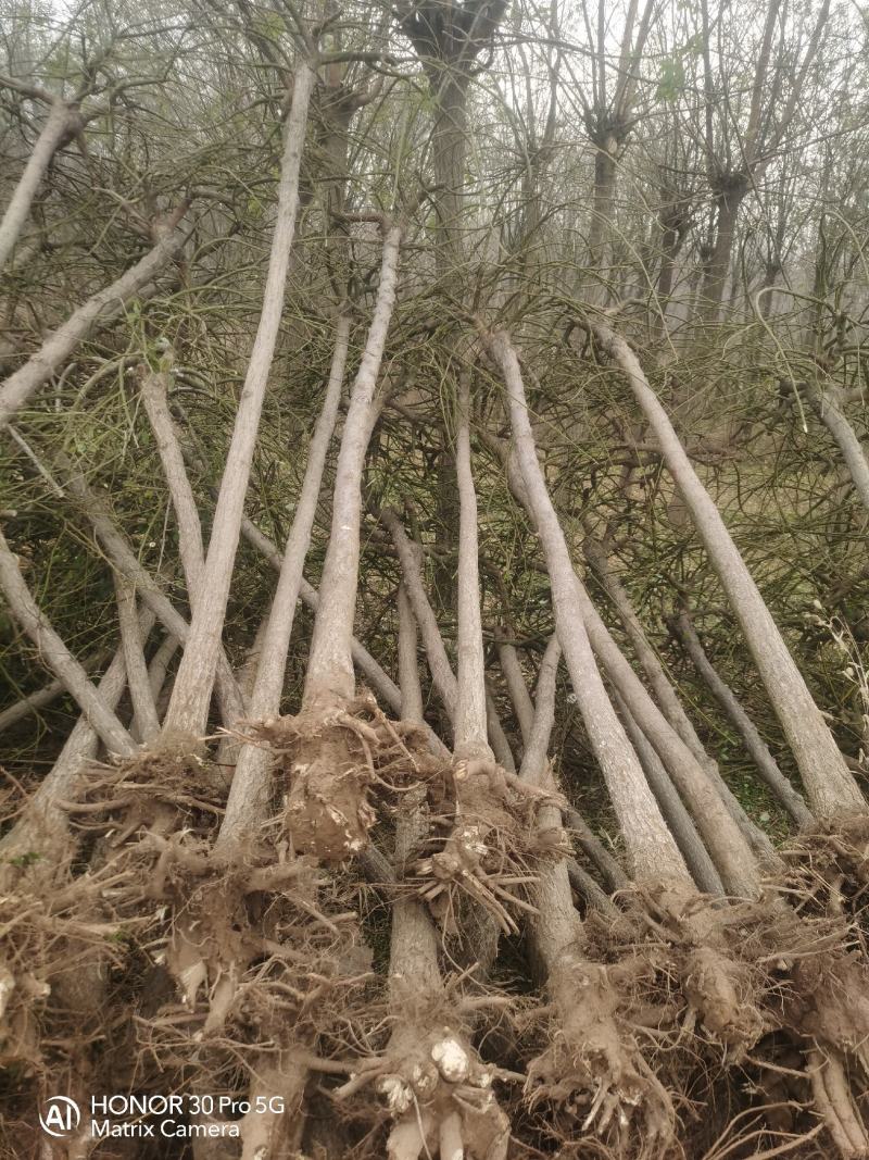 河北奥森苗圃场正在大量出售国槐白蜡垂柳金叶榆金枝槐火炬