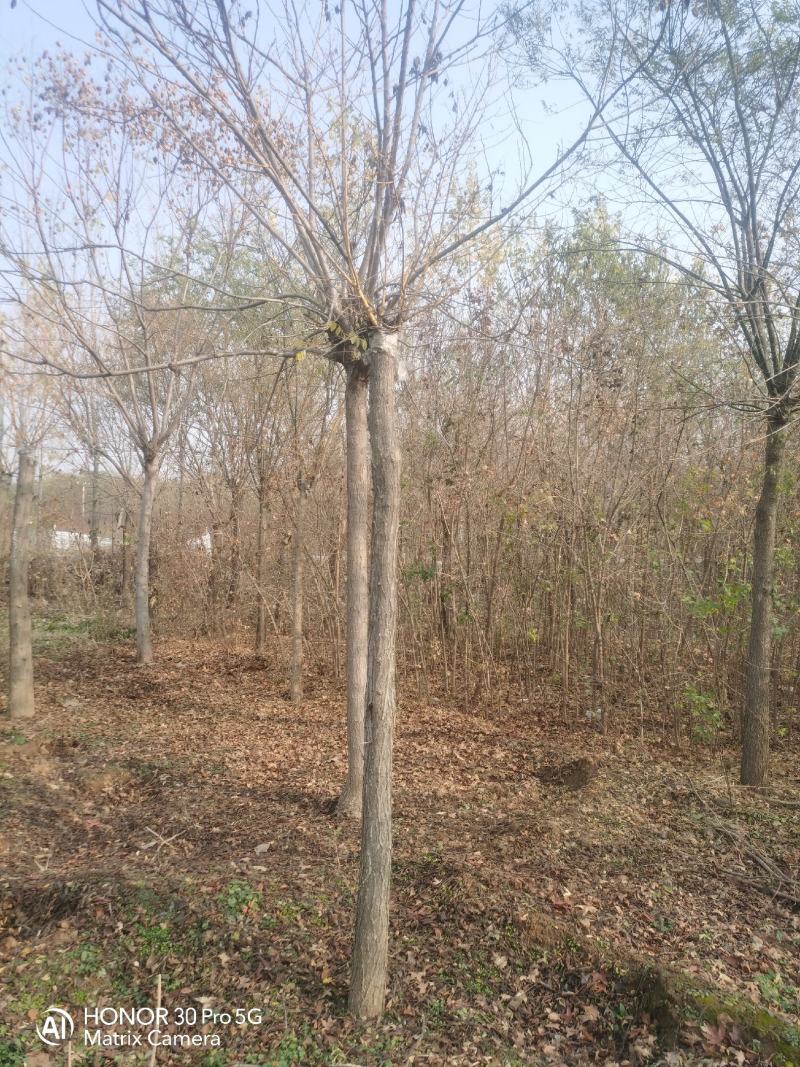 河北奥森苗圃场正在大量出售国槐白蜡垂柳金叶榆金枝槐火炬