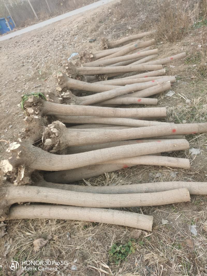 河北奥森苗圃场正在大量出售国槐白蜡垂柳金叶榆金枝槐火炬