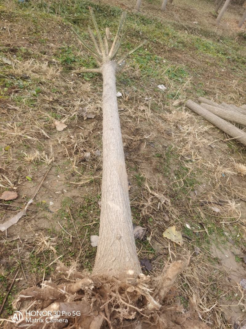 河北奥森苗圃场正在大量出售国槐白蜡垂柳金叶榆金枝槐火炬