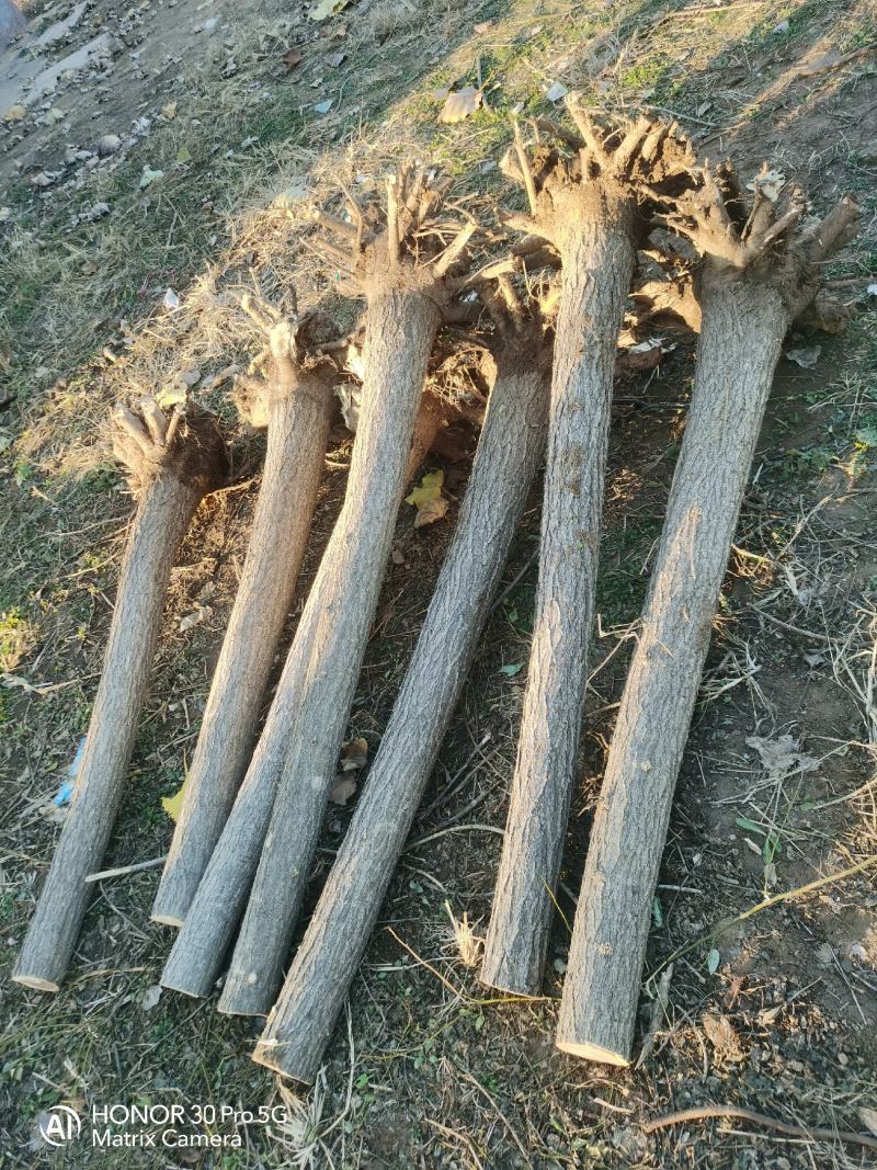 河北奥森苗圃场正在大量出售国槐白蜡垂柳金叶榆金枝槐火炬