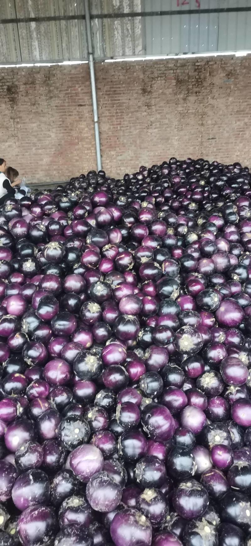 大量供应紫光圆茄子！日供应二十万斤以上！