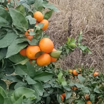 橙子湖北脐橙当阳脐橙价格便宜保质保量欢迎来电