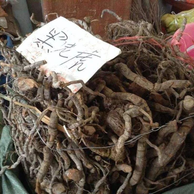 贵州野生黑老虎根#冷饭团#大钻#红钻#可批发零售