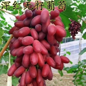 贝达根嫁接深红无籽葡萄苗，保纯度，保成活率