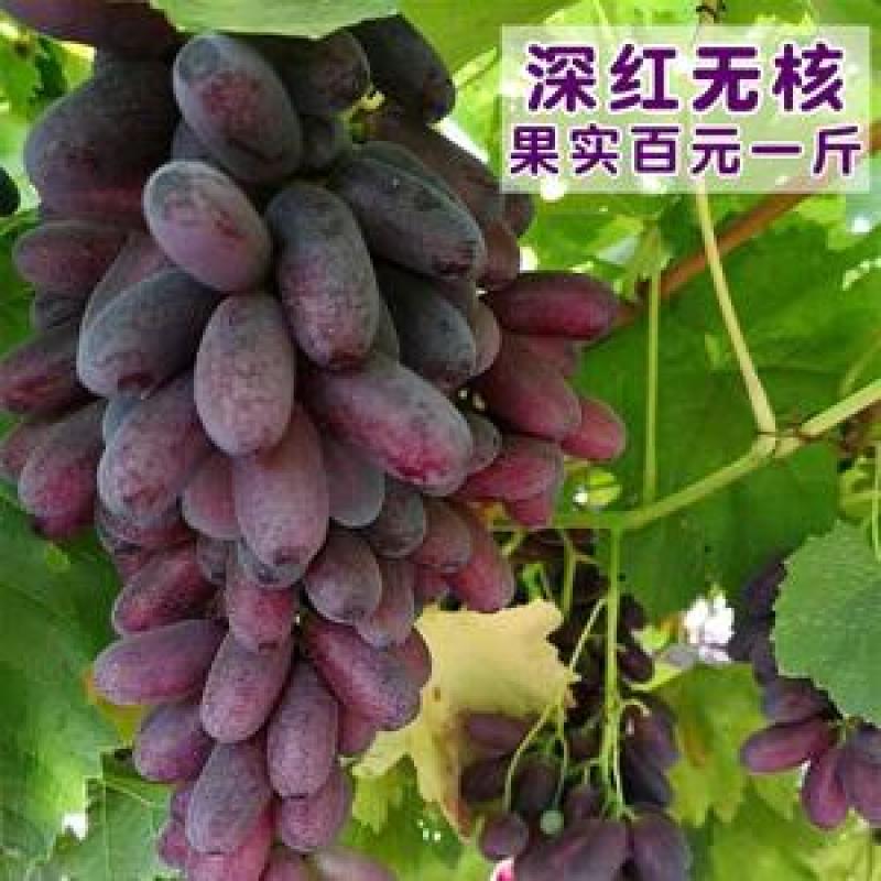 贝达根嫁接深红无籽葡萄苗，保纯度，保成活率