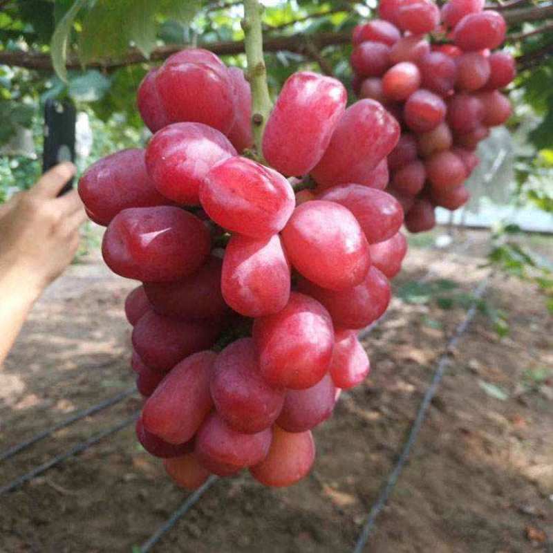 贝达根嫁接深红无籽葡萄苗，保纯度，保成活率