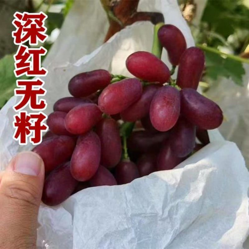 贝达根嫁接深红无籽葡萄苗，保纯度，保成活率