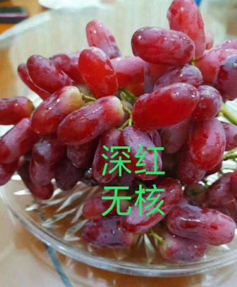 贝达根嫁接深红无籽葡萄苗，保纯度，保成活率