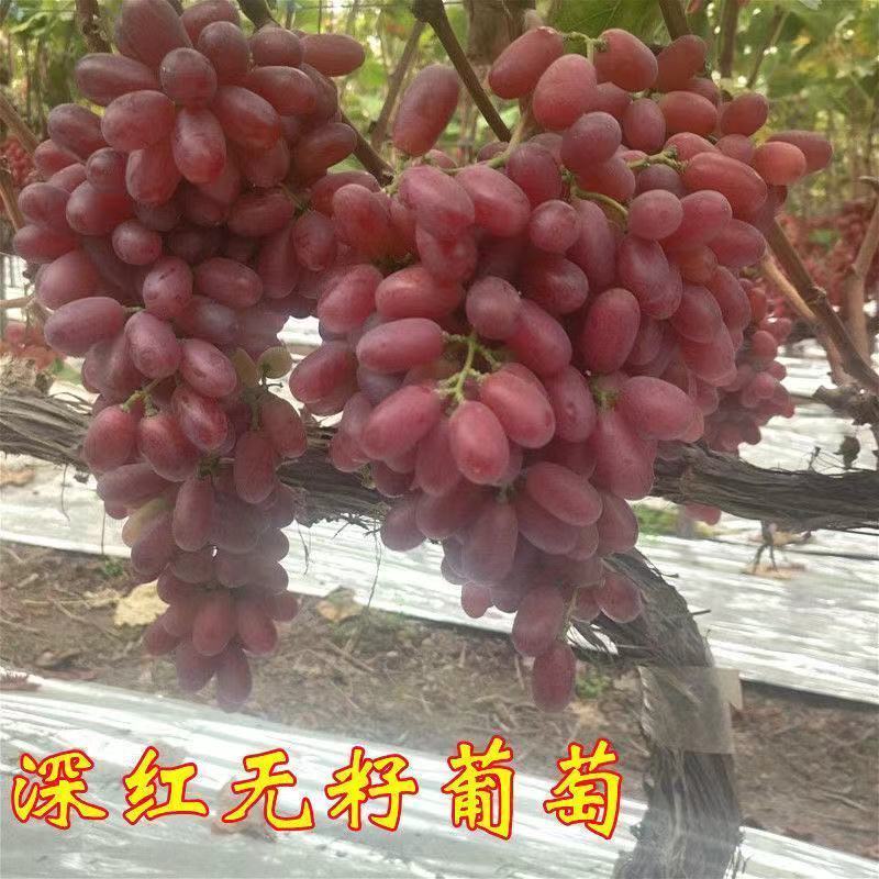 贝达根嫁接深红无籽葡萄苗，保纯度，保成活率