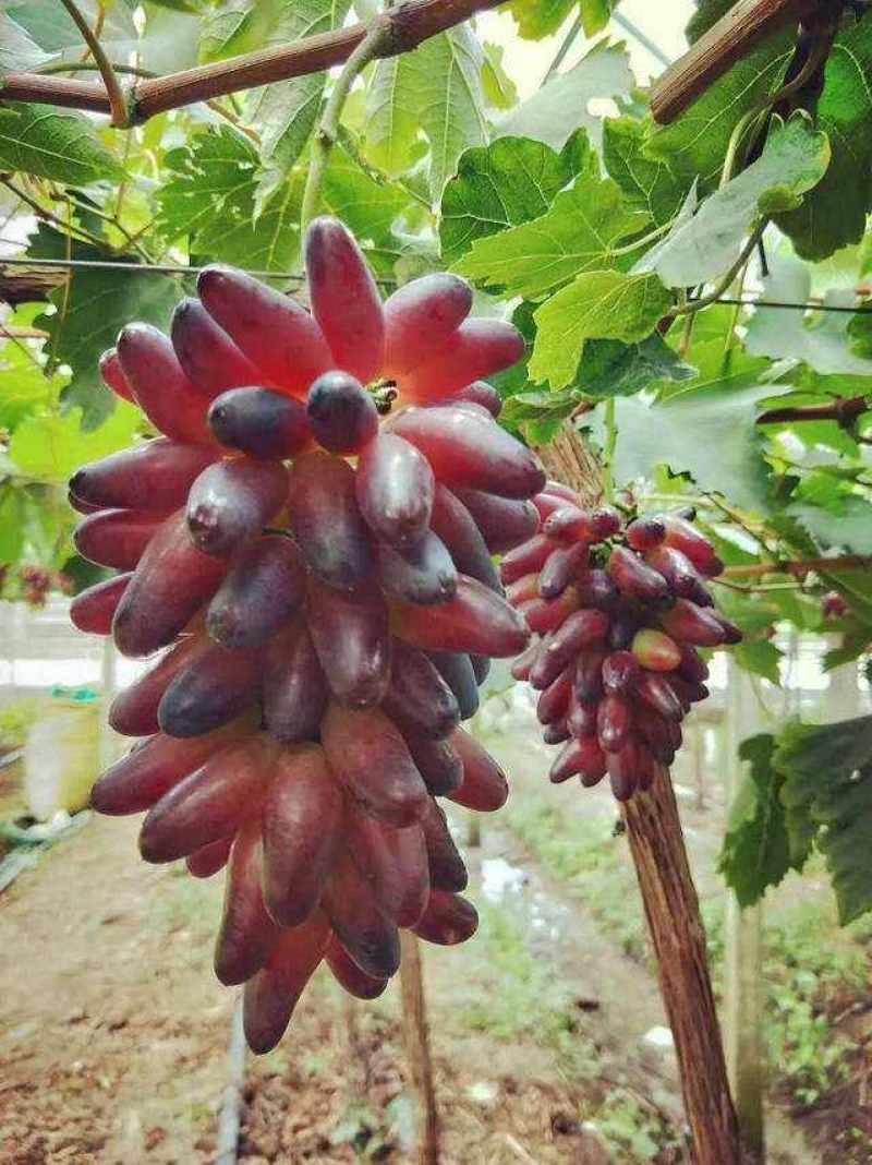 贝达根嫁接深红无籽葡萄苗，保纯度，保成活率
