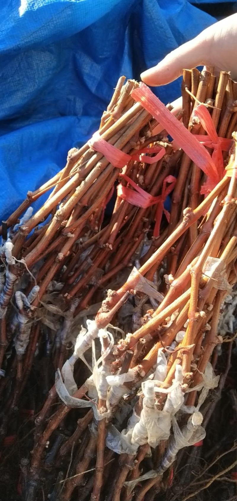 贝达根嫁接深红无籽葡萄苗，保纯度，保成活率