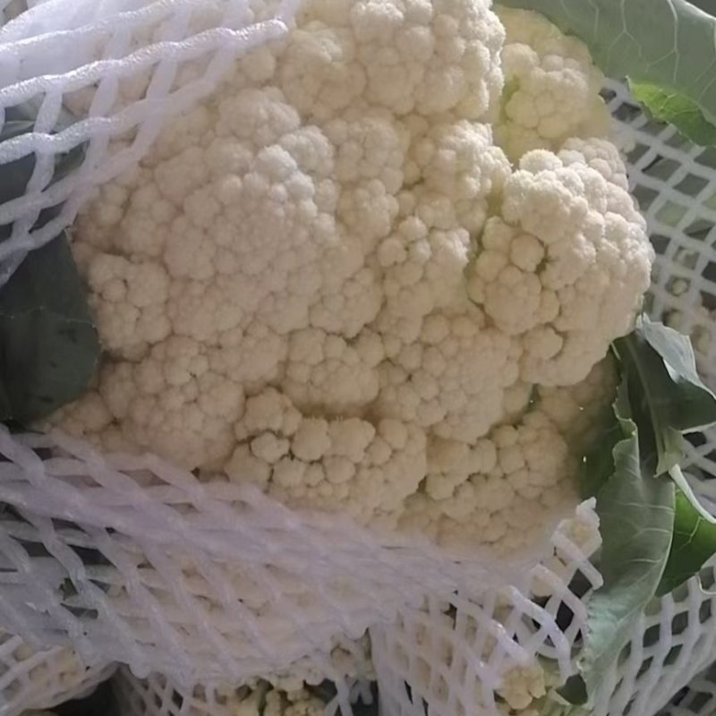 精品小米有机花大量走货中，每年发货周期长，欢迎长期合作