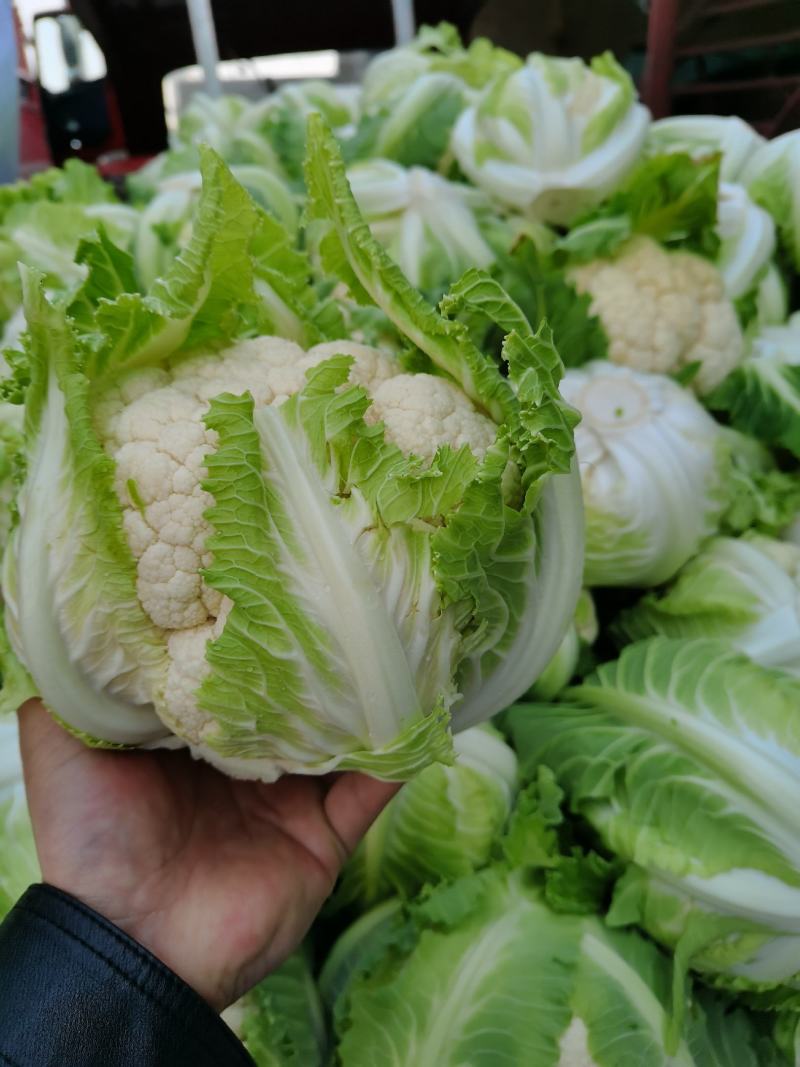 精品小米有机花大量走货中，每年发货周期长，欢迎长期合作