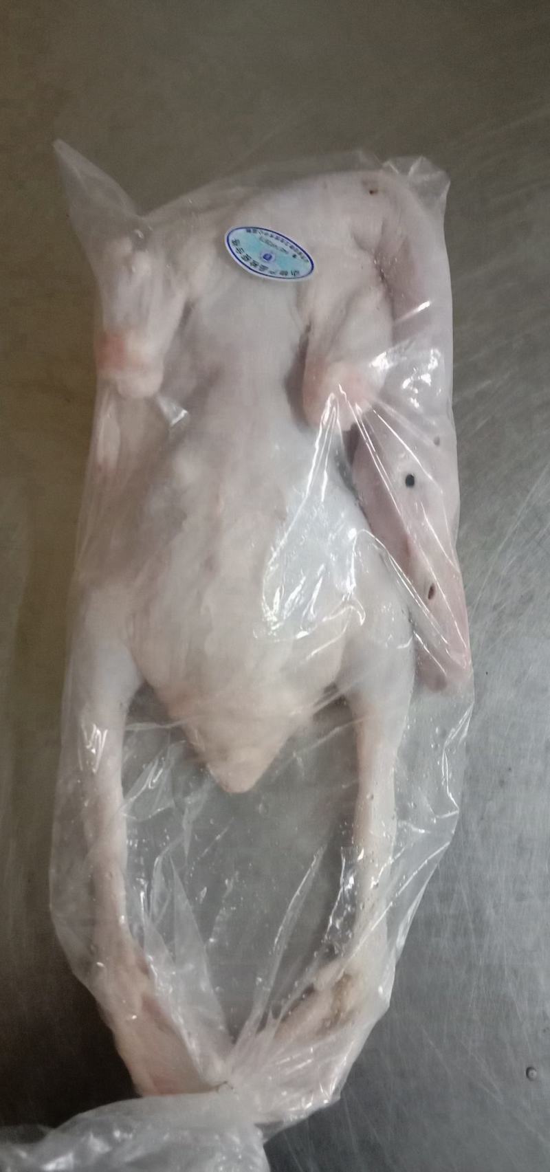 全鸭山东厂家直销冰鲜雁鹅白条鸭黄皮鸭吨位起发量大优惠