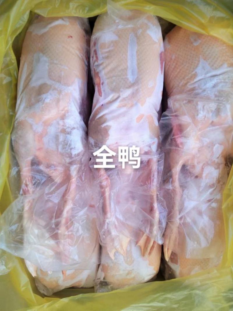 全鸭山东厂家直销冰鲜雁鹅白条鸭黄皮鸭吨位起发量大优惠