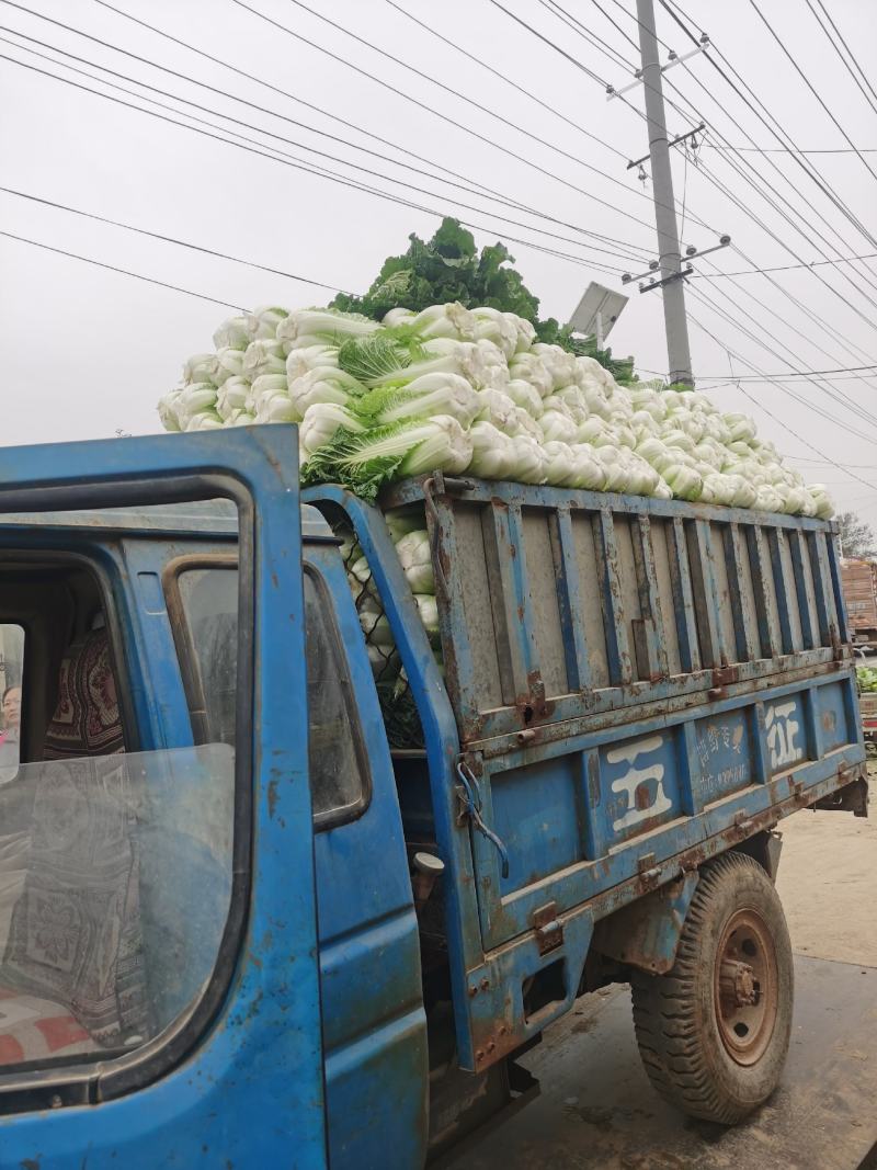 北京新三号大白菜，玲珑黄心大白菜产地直供