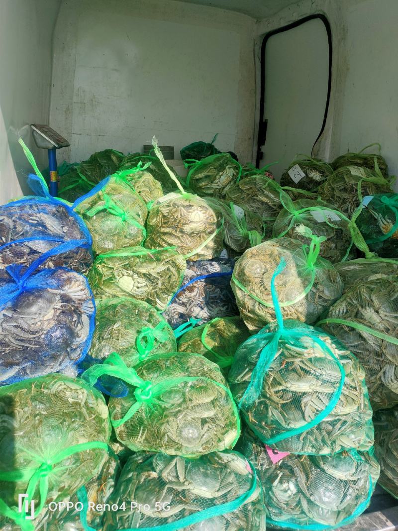山东大闸蟹基地直供