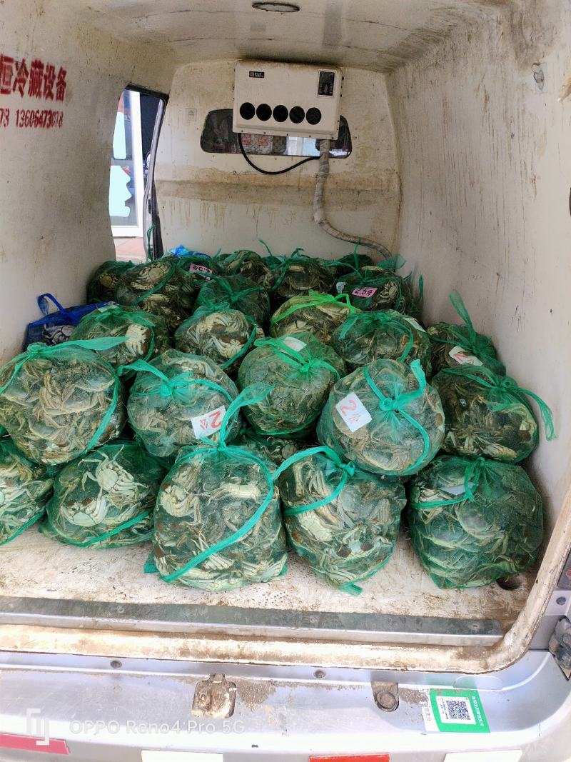 山东大闸蟹基地直供