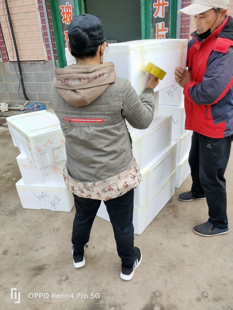 山东大闸蟹基地直供
