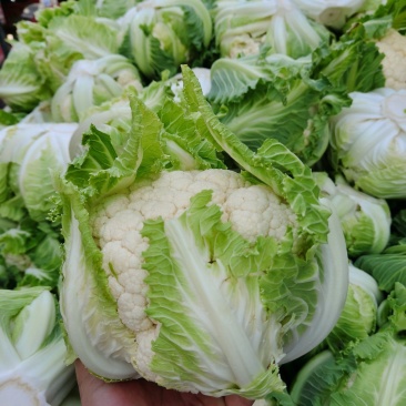 精品实花大量走货中，发货周期长，提供精品市场及加工厂货