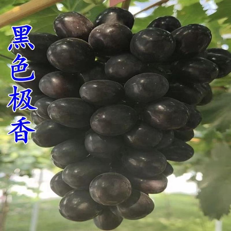 贝达根嫁接黑色极香葡萄苗，保纯度，保成活率