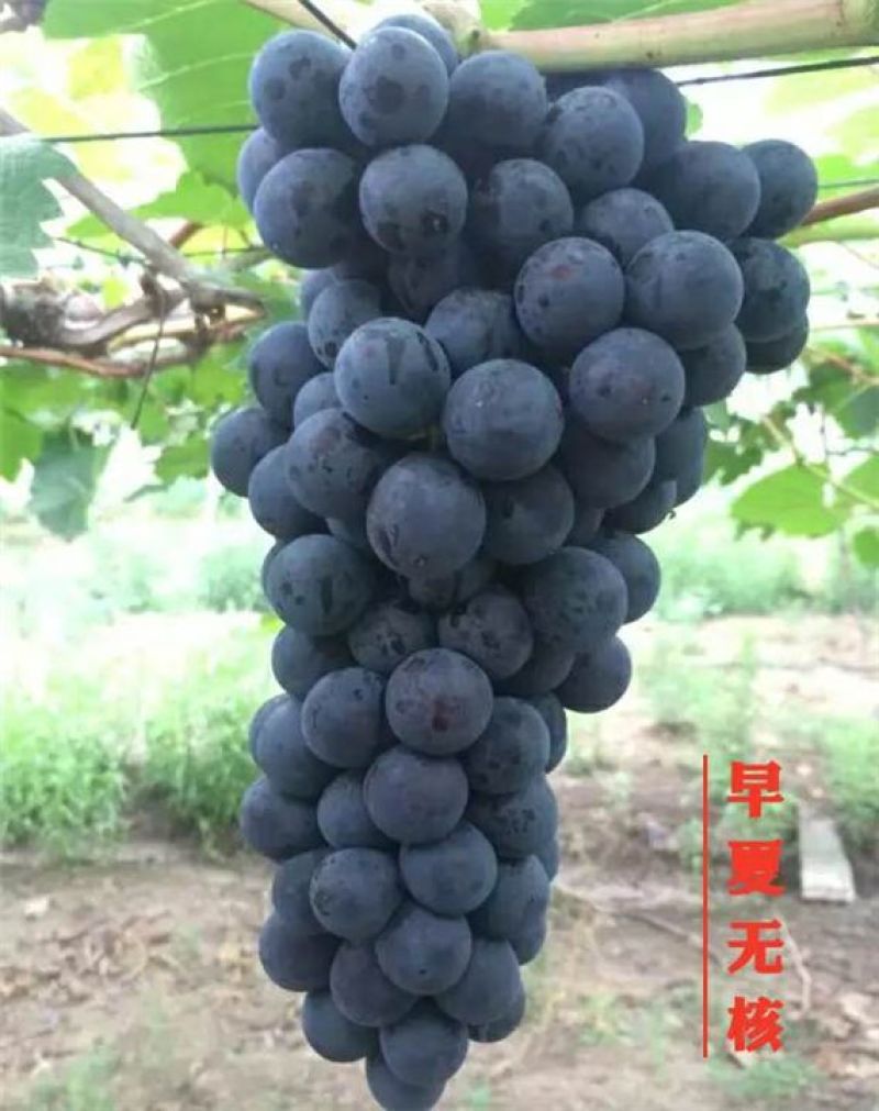 贝达根嫁接黑色极香葡萄苗，保纯度，保成活率