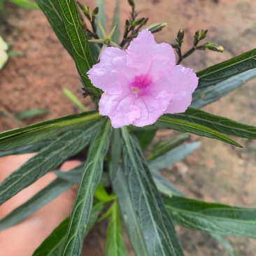 粉花翠芦莉