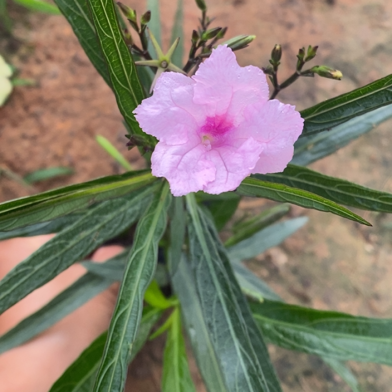粉花翠芦莉