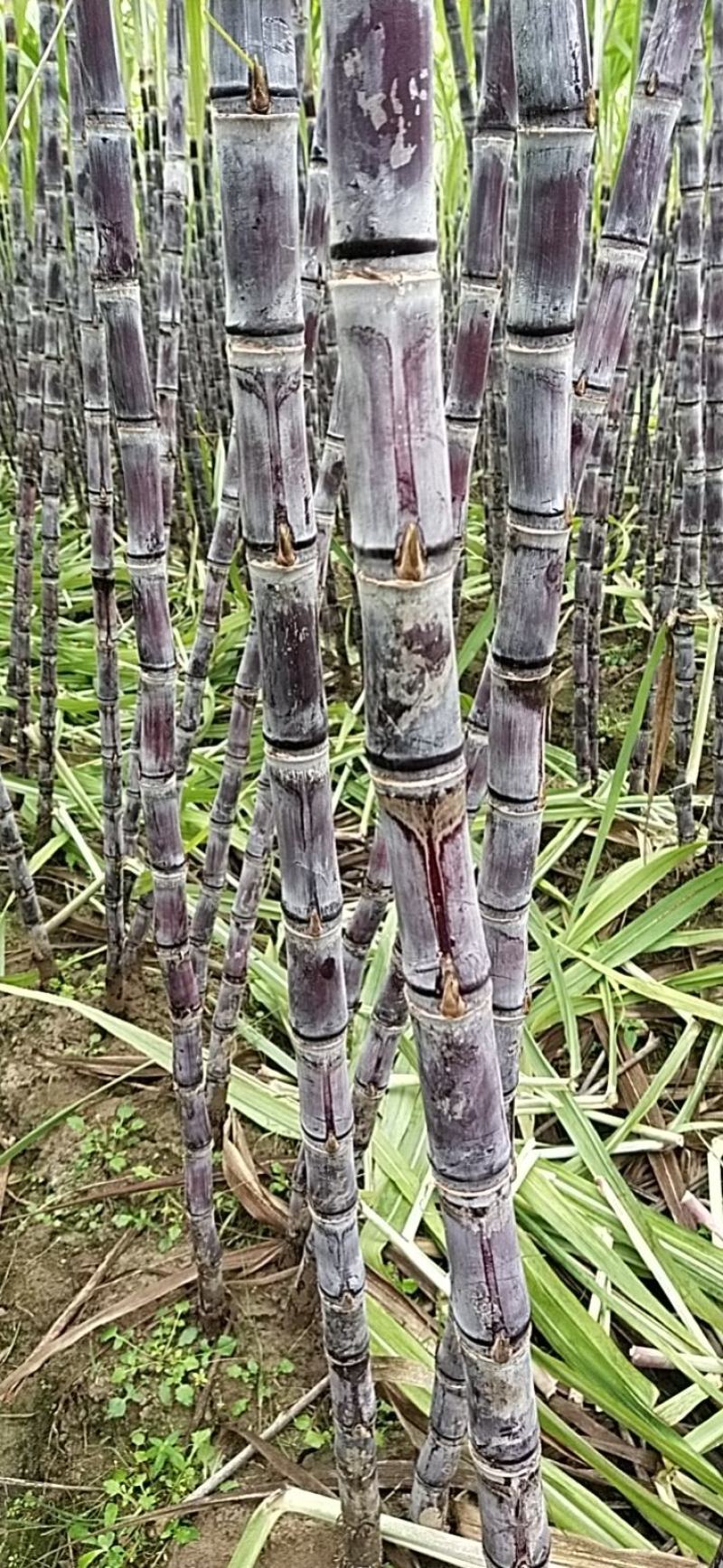 水果甘蔗