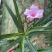 粉花翠芦莉