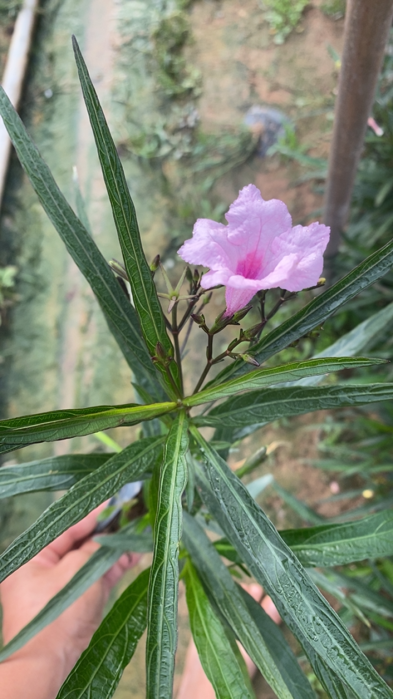 粉花翠芦莉