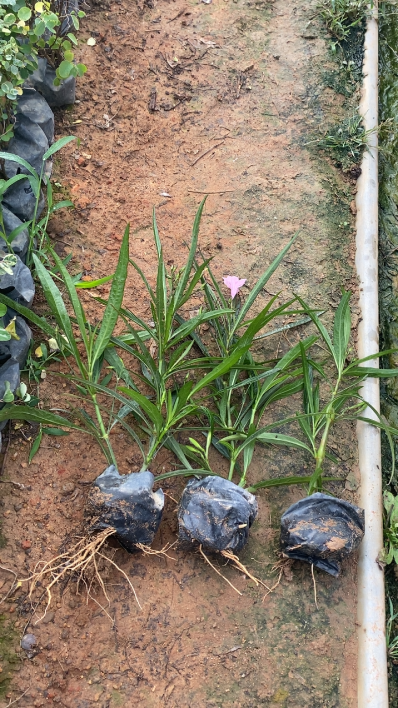 粉花翠芦莉