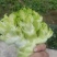 重庆儿菜