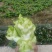 重庆儿菜