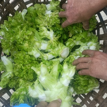 重庆儿菜