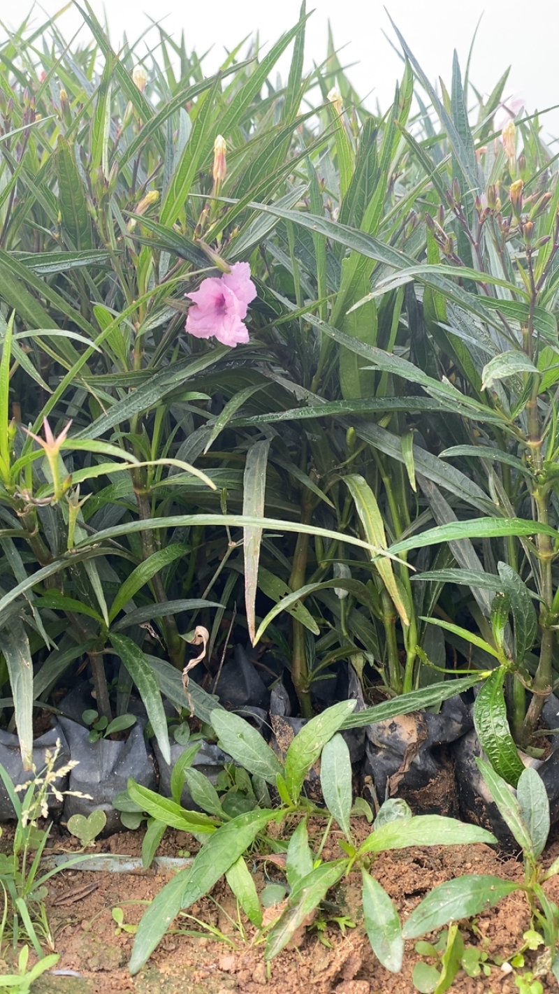 粉花翠芦莉