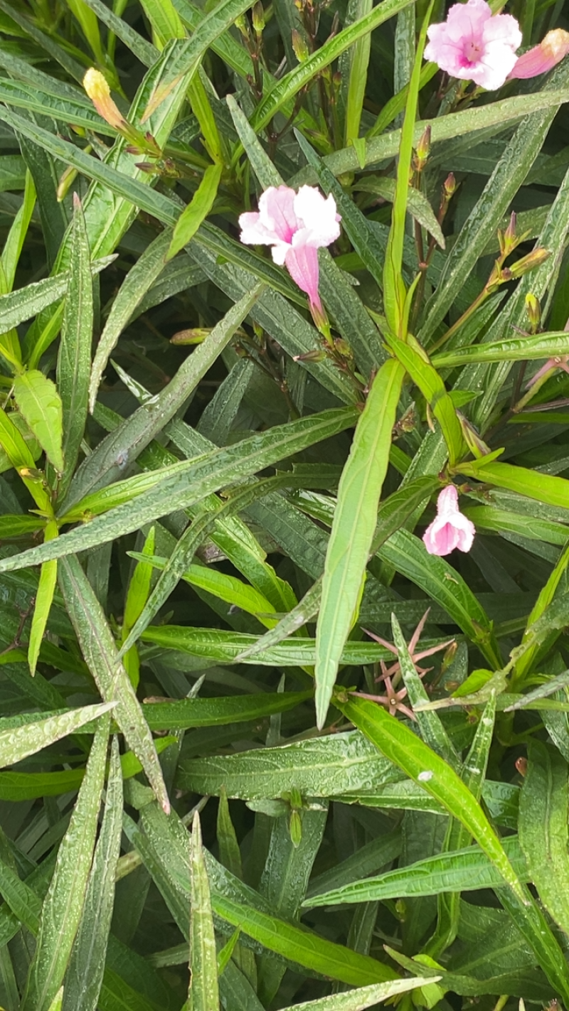 粉花翠芦莉