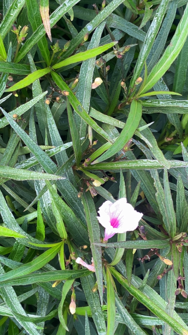粉花翠芦莉
