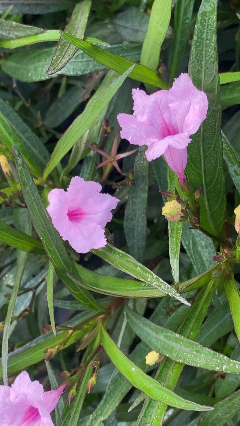 粉花翠芦莉