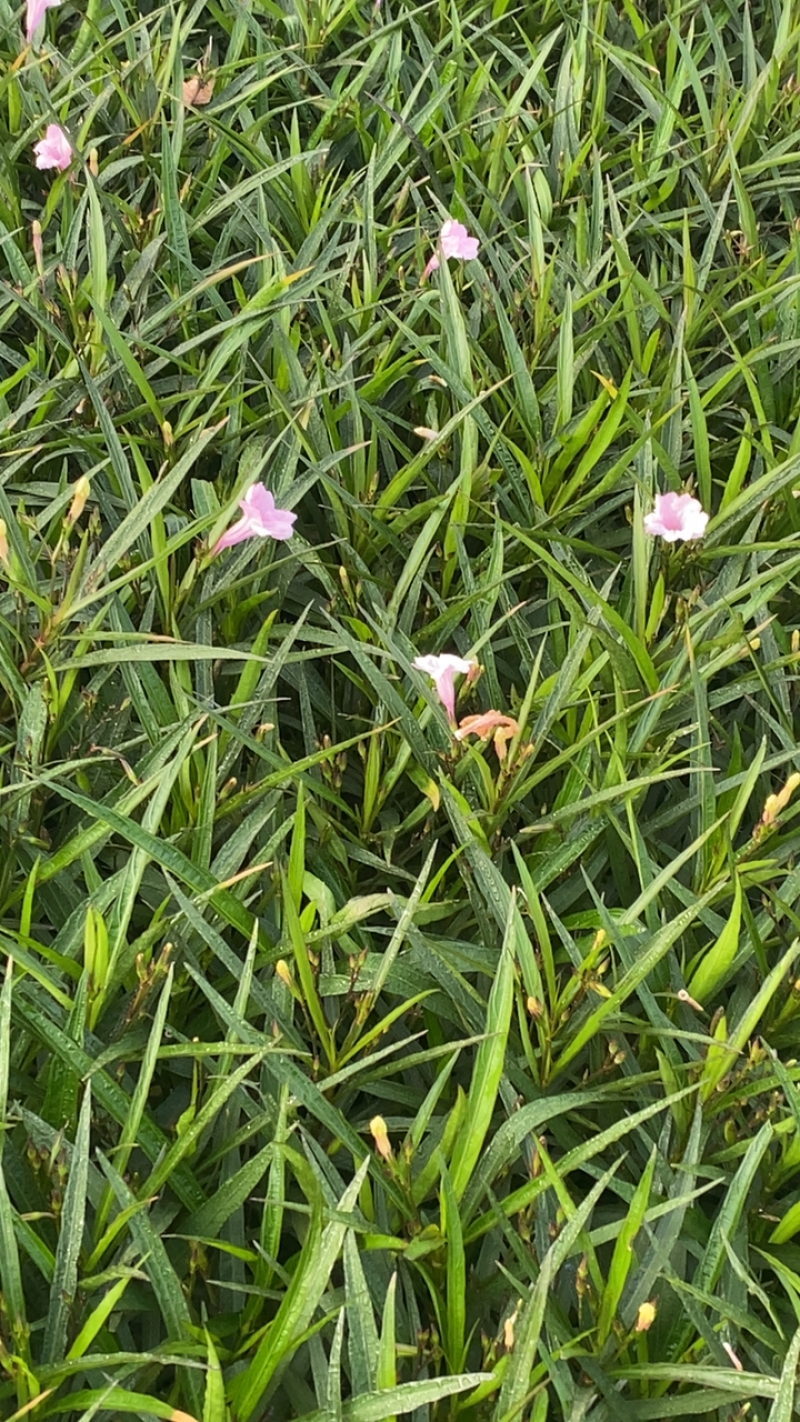 粉花翠芦莉