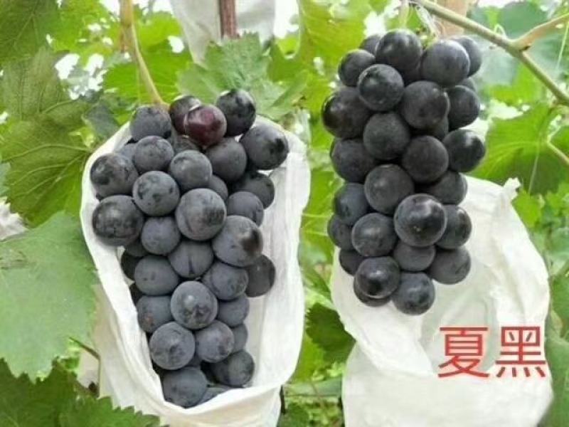贝达根嫁接黑色极香葡萄苗，保纯度，保成活率