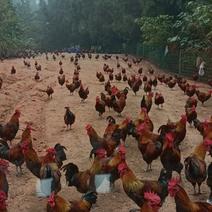 纯粮跑山鸡180天以上长期有货