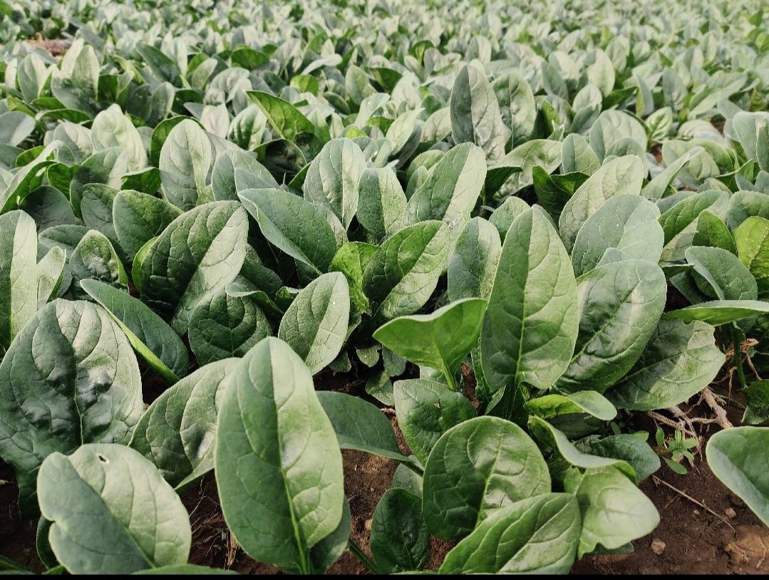 大叶菠菜植株特写