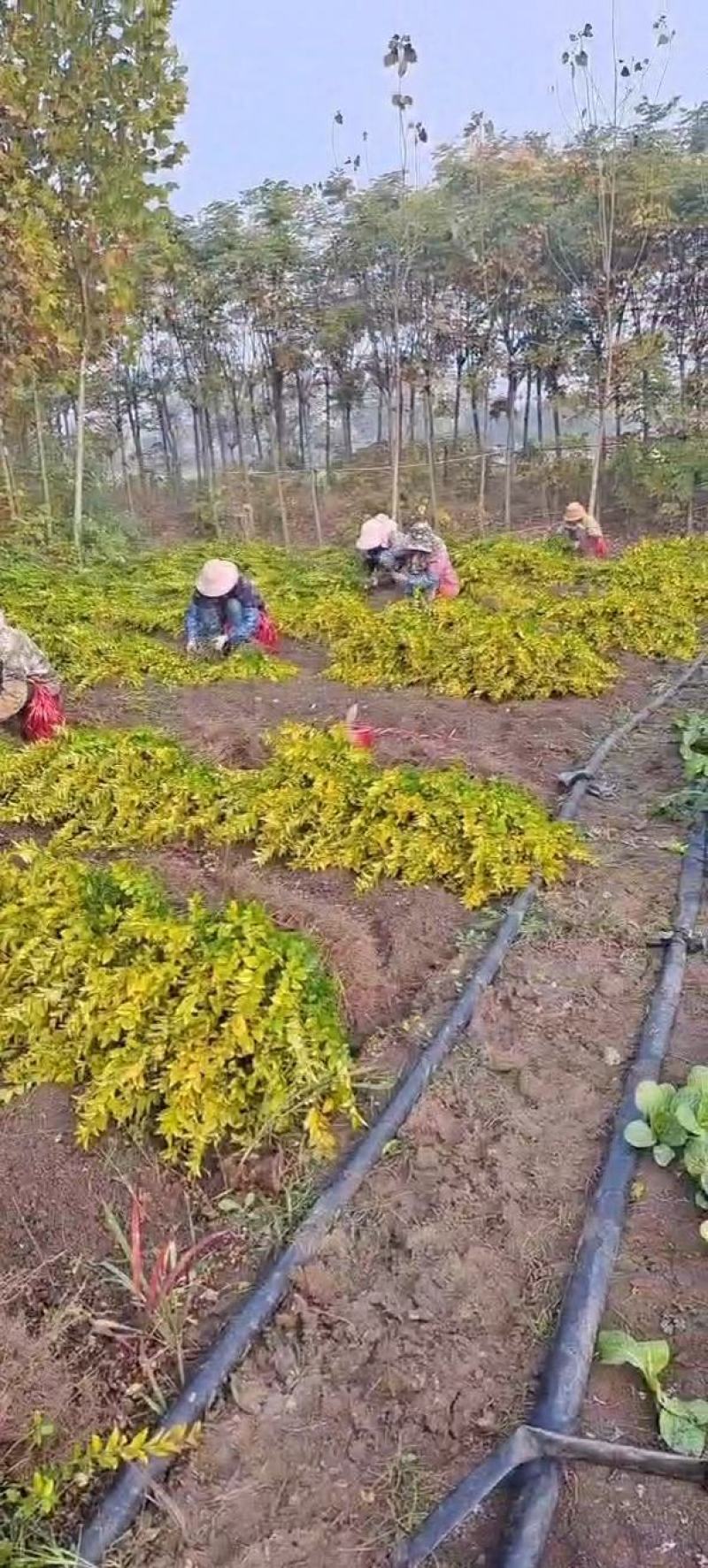 基地直发金叶女贞苗、