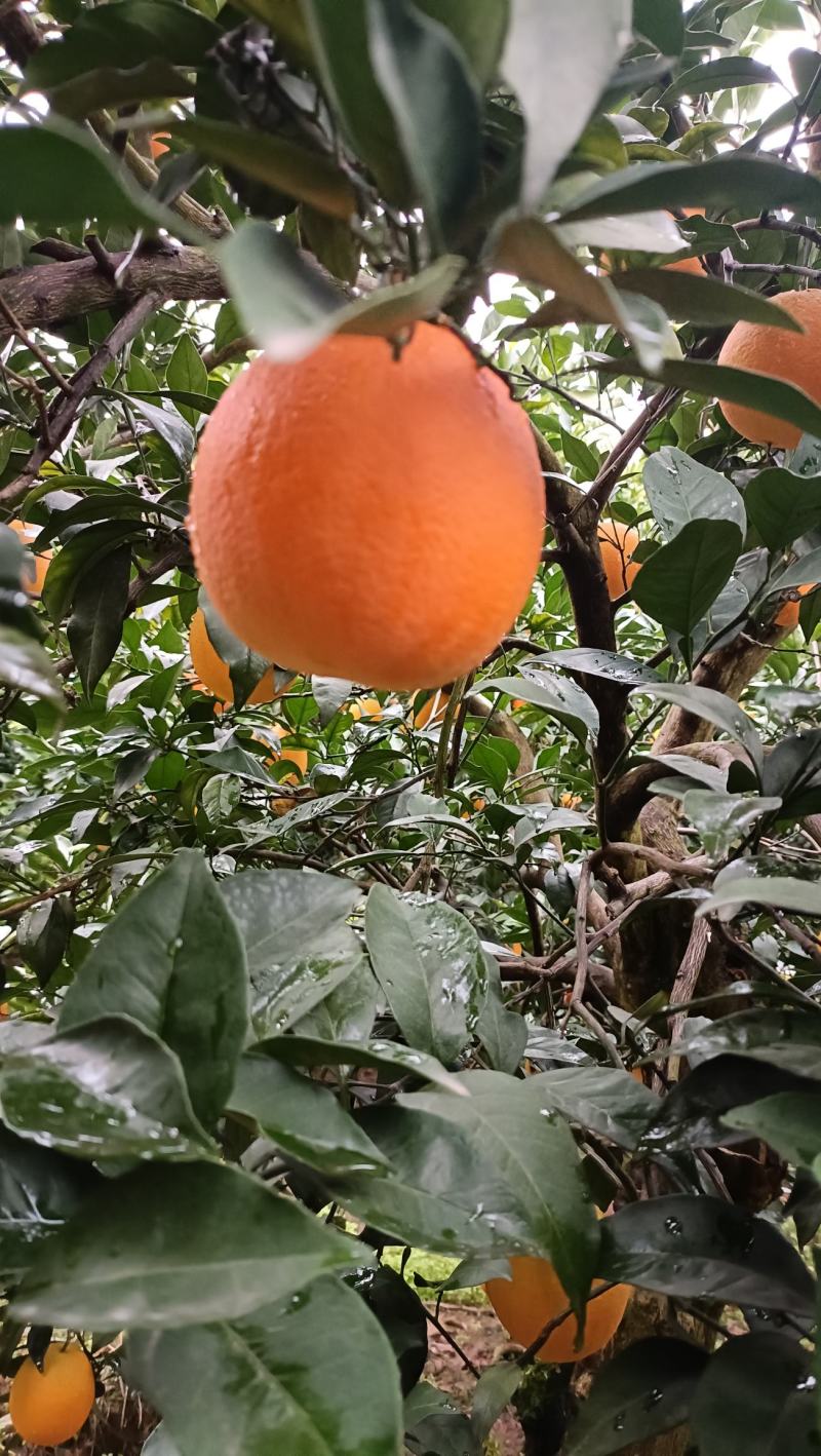 精品鲜果纽荷尔脐橙长虹脐橙九月红脐橙圆红脐橙