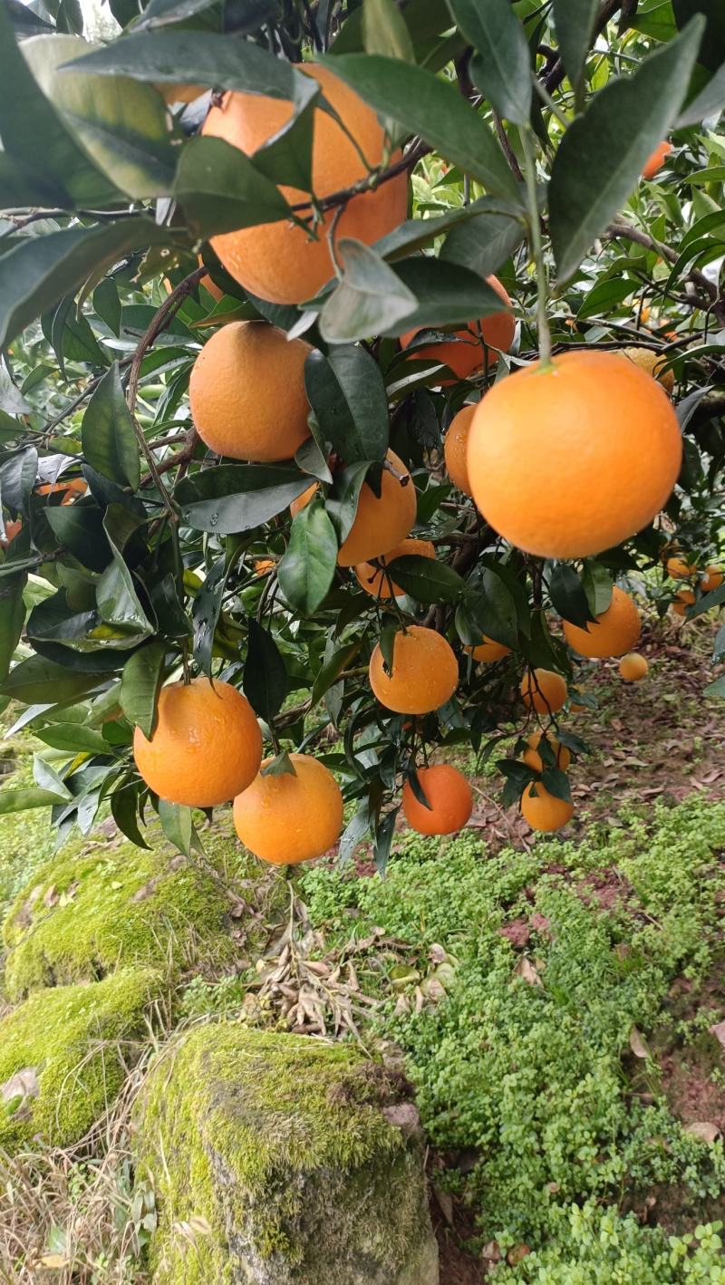 精品鲜果纽荷尔脐橙长虹脐橙九月红脐橙圆红脐橙