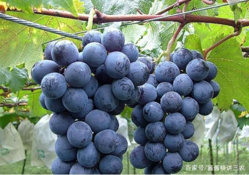 贝达根嫁接巨峰葡萄苗保纯度，保成活率1年30公分高