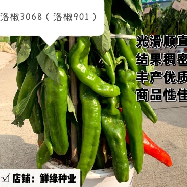 洛椒3068(洛椒901)果型光滑顺直,结果稠密集中